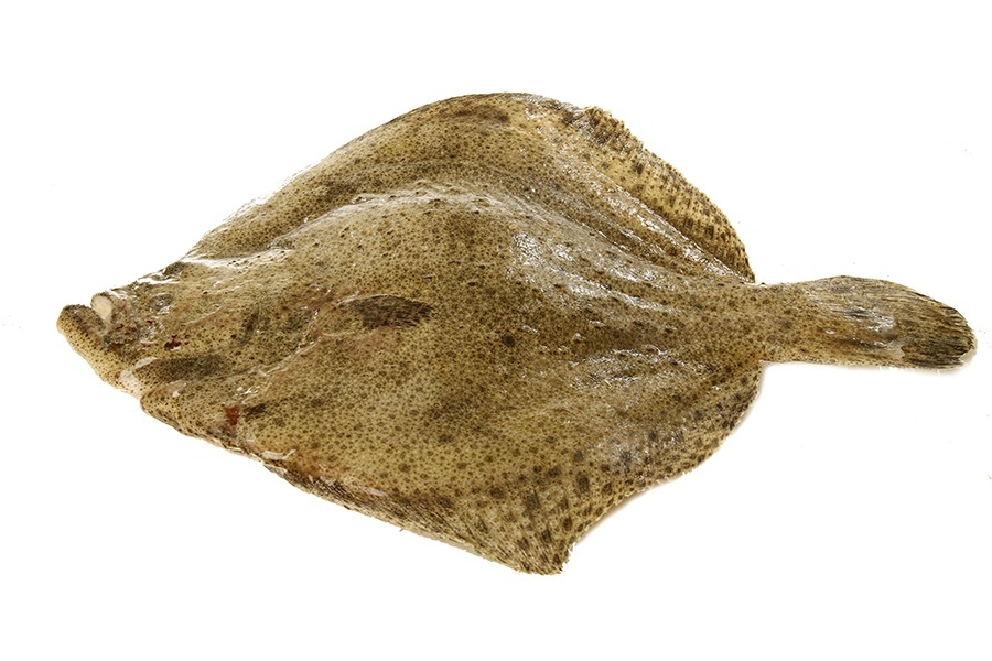 Peixe de carne muito branca, sabor delicado, textura firme.